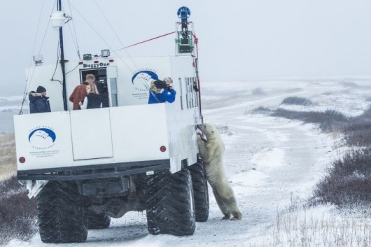 Jegesmedvék kerültek a Google Street View-ra